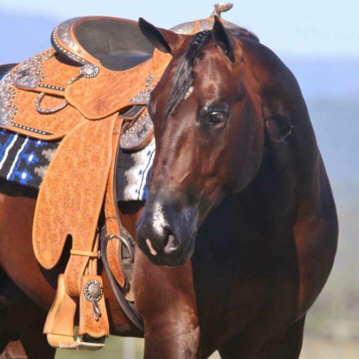 Paint Horse Association of Australia Home